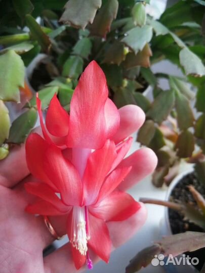 Декабрист оранжевый, малиновый, белый, красный