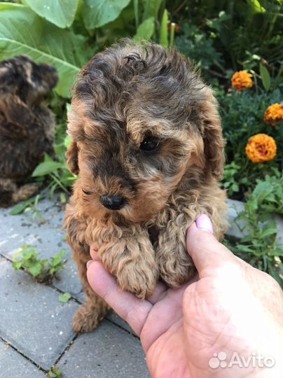 Карликовый пудель