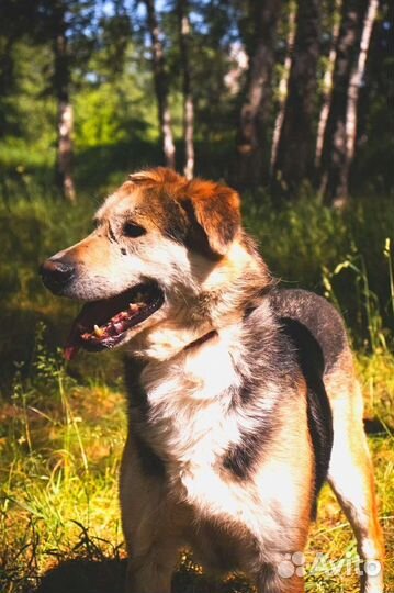 Собаке трудно в приюте