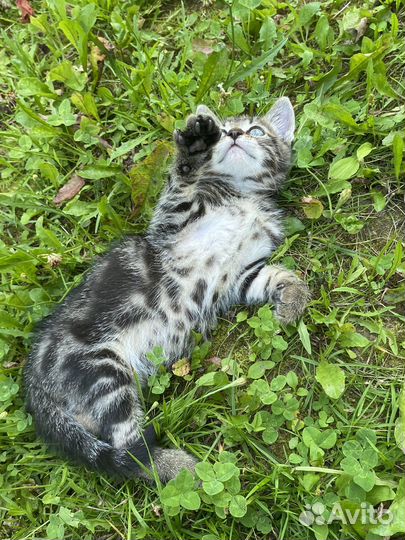 Котенок в добрые ответственные руки