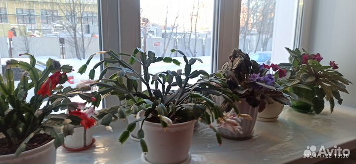 Продам цветы в горшках. Декабрист, фиалка