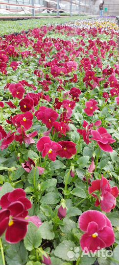 Рассада виола