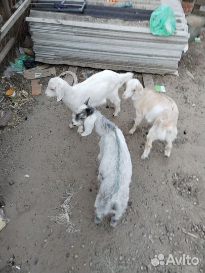 Продаются козлята