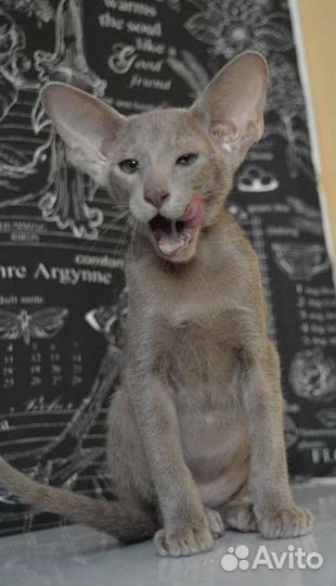 Ориентальные котята