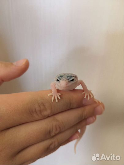 Геккон эублефар