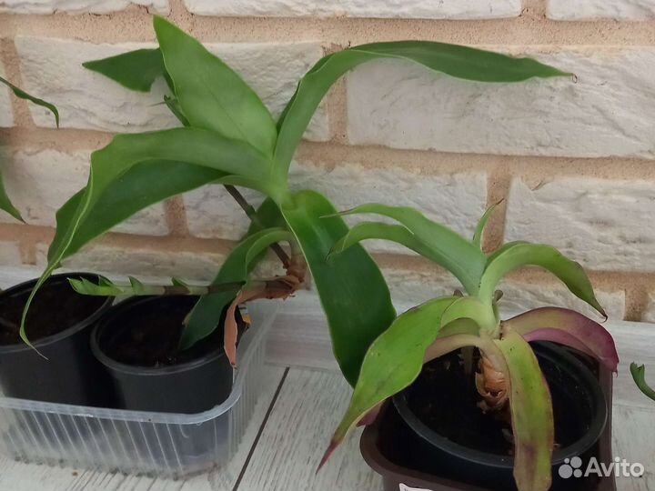 Растение золотой ус