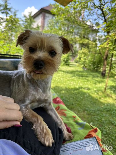 Груминг собак на дому