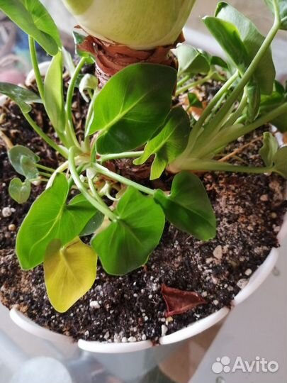 Филодендрон Атом