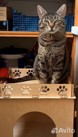 Шотландская кошка метис в добрые руки