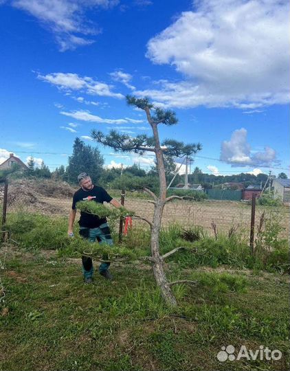 Можжевельник Блю Эрроу из питомника с доставкой