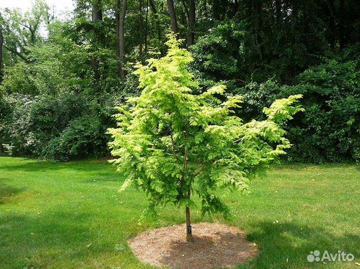 Метасеквойя