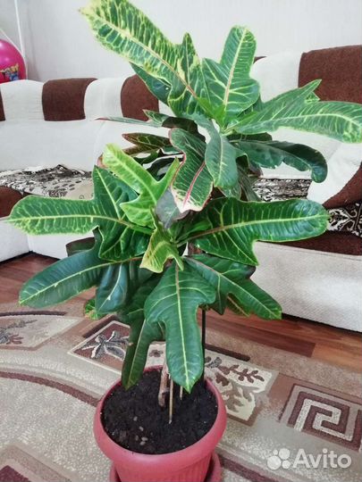 Кодиеум кротон