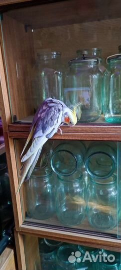 Банки стеклянные