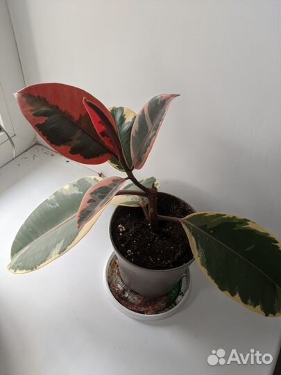 Фикус эластика тинеке