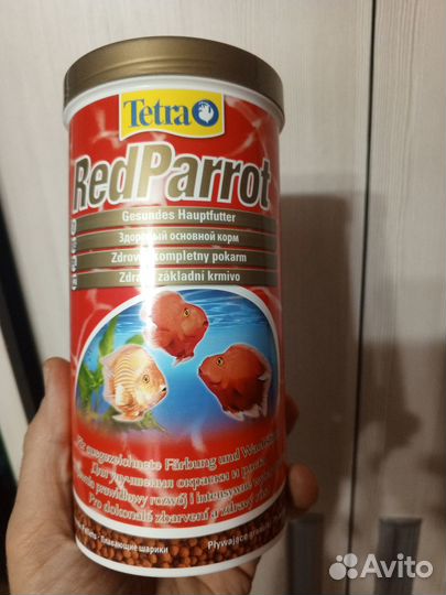 Рыба красный попугай