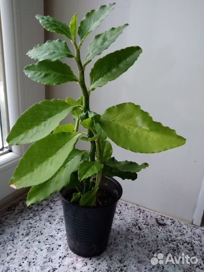 Комнатные растения