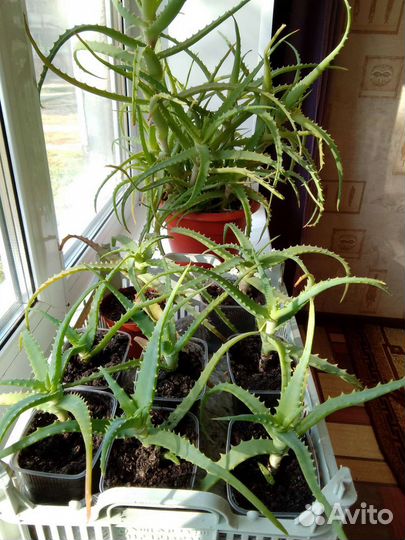 Алоэ лечебный