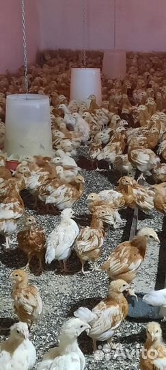 Цыплята несушки Ломан Браун