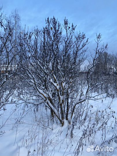 Сирень обыкновенная 