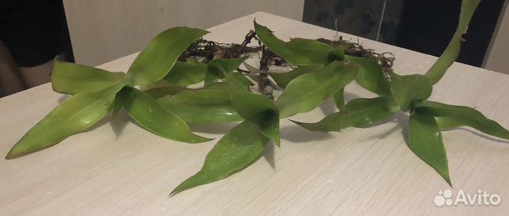 Отростки Золотого Уса