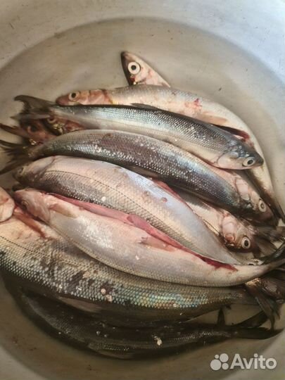 Байкальский омуль (горячего и холодного копчения)