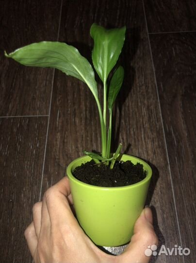 Переромия Rosso и спатифиллум