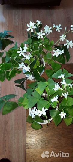 Кислица комнатная (оксалис зеленая)