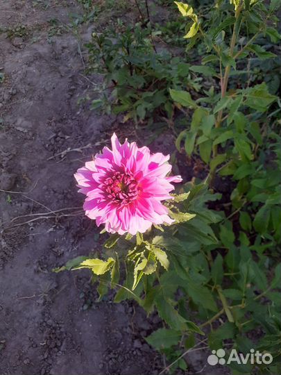 Георгины клубни