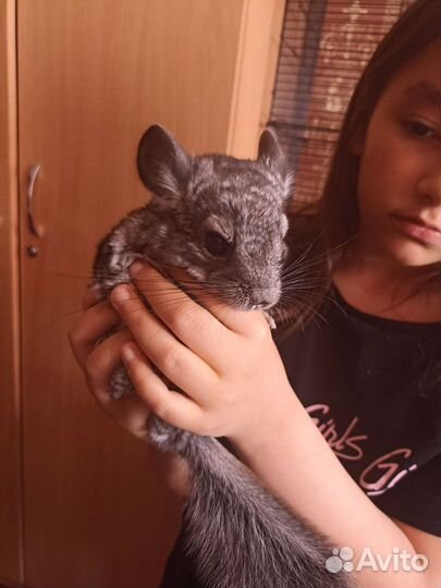 Шиншилла с клеткой