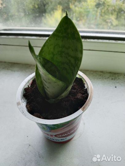 Сансевиерия