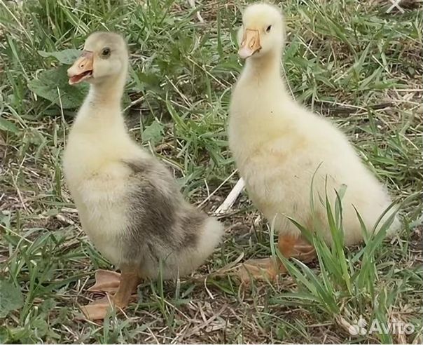 Продам гусят 1 месяц