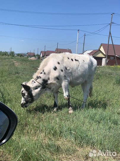 Хозяйство