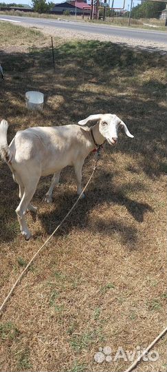 Продам Козочек ценыразные на кажд/всех вместе 95к