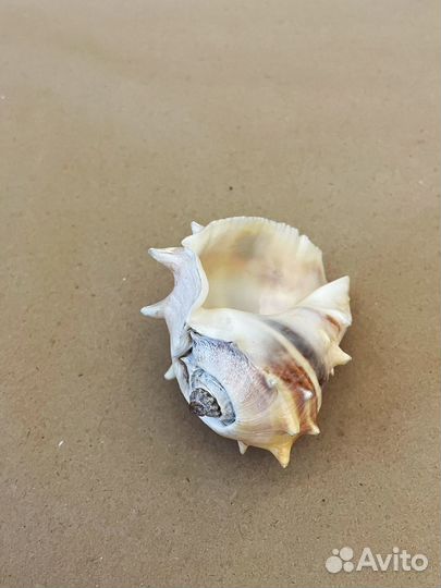 Набор ракушек