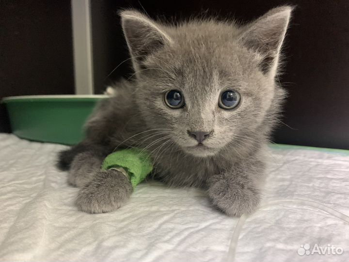 Ветеринар круглосуточно на дом, капельницы, уколы