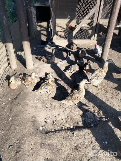 Индюки Утка подсадная Гуси