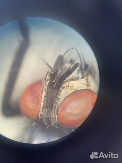 Репетитор по биологии