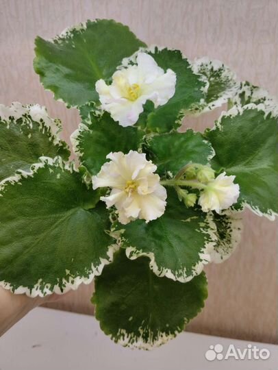 Фиалка Ле-Бланже