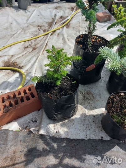 Продам пихту кореана
