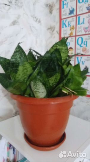 Сансевиерия