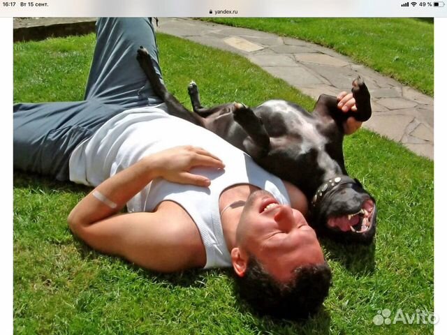 Выгул собак