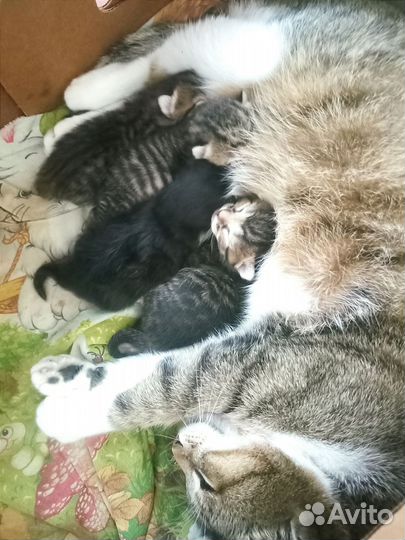 Комочки счастья в добрые ручки :)