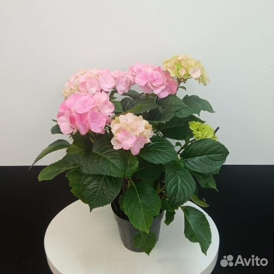 Гортензия в горшке
