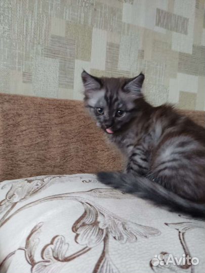 Котята манчкин