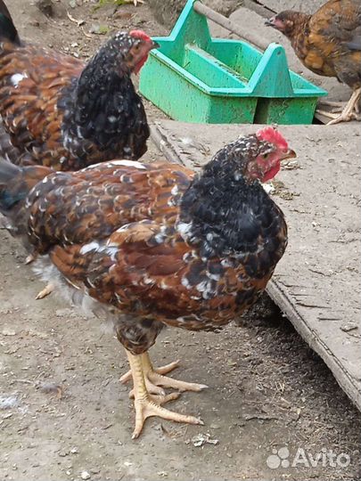 Молодки, петухи