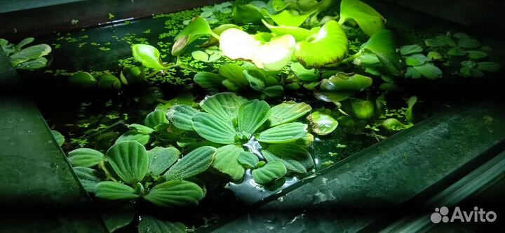 Аквариумные растения