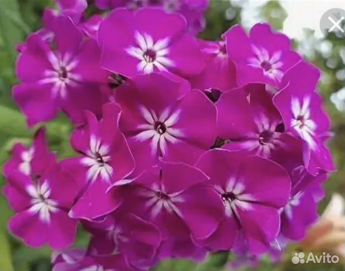 Флокс Вен шон ден шон