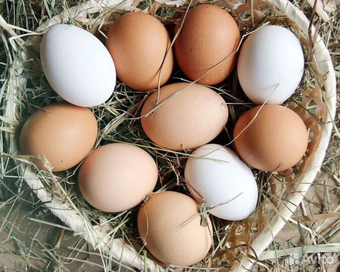 Домашние куриные яйца