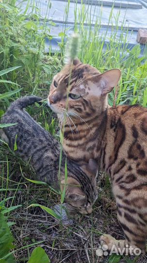 Котенок бесплатно