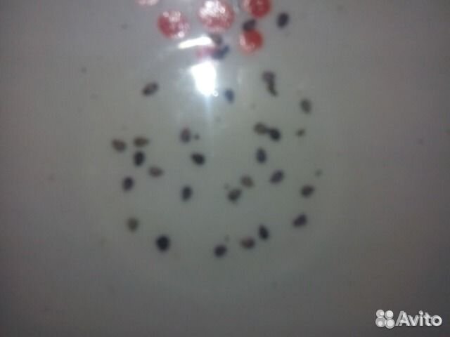 Семена санберри (ягода жизни)